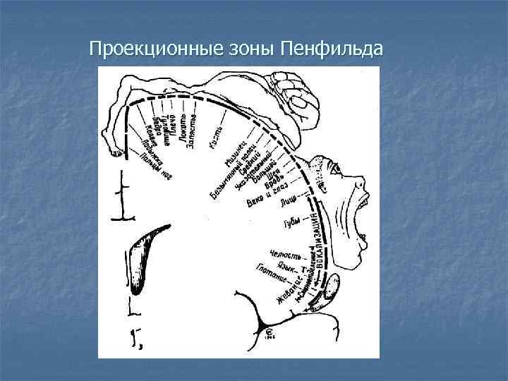 Проекционные зоны Пенфильда 