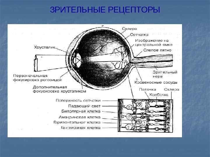 ЗРИТЕЛЬНЫЕ РЕЦЕПТОРЫ 