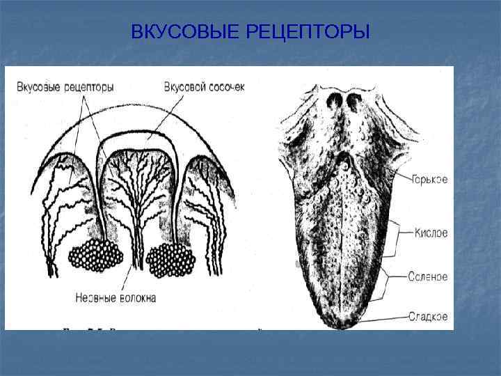 Где расположены рецепторы позволяющие изображенному на рисунке