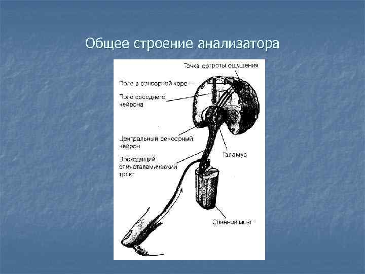 Общее строение анализатора 