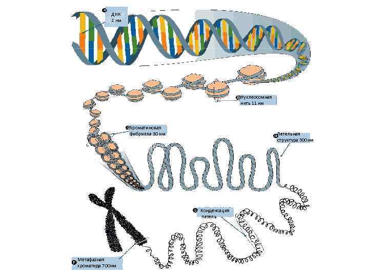ДНК 2 нм Нуклеосомная нить 11 нм Хроматиновая фибрилла 30 нм Петельная структура 300