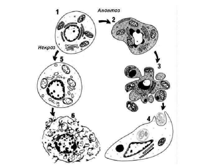 Апоптоз Некроз 
