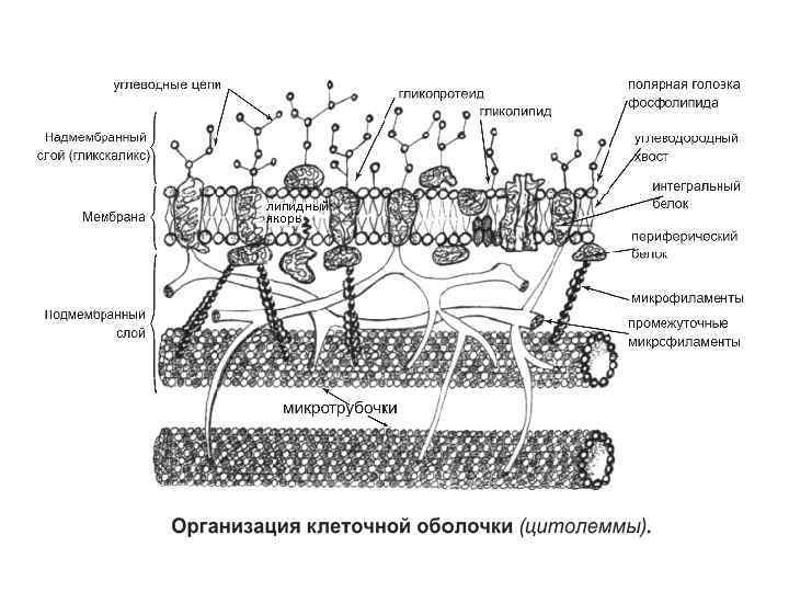 липидный якорь Цитоскелет клетки Промежуточные филаменты