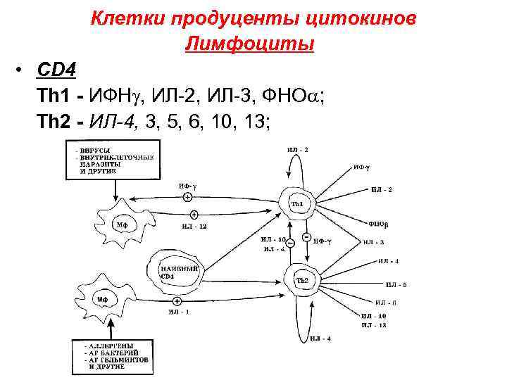 Клетки продуценты цитокинов Лимфоциты • CD 4 Th 1 - ИФН , ИЛ-2, ИЛ-3,