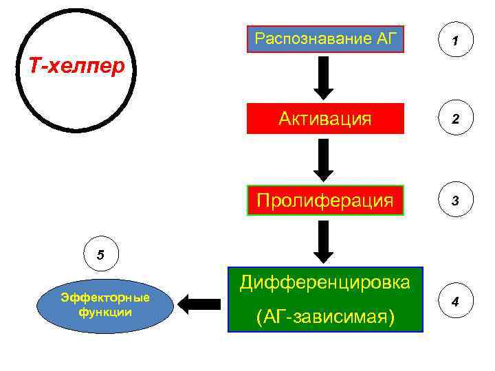 Распознавание АГ 1 Активация 2 Пролиферация 3 T-хелпер 5 Эффекторные функции Дифференцировка (АГ-зависимая) 4