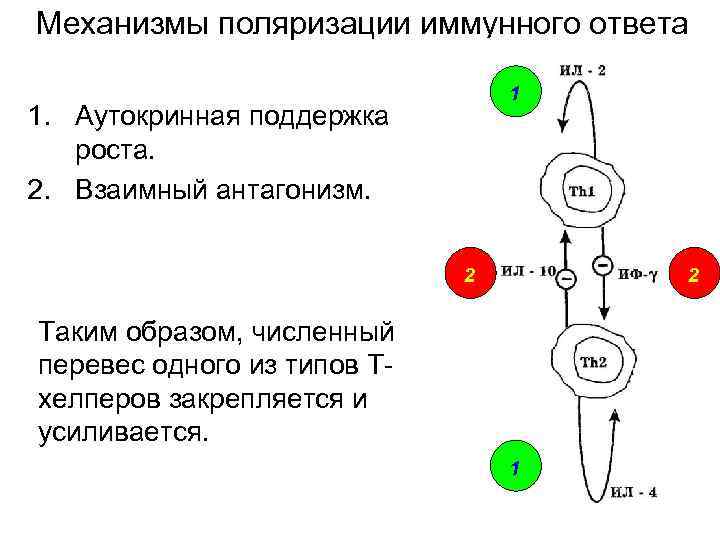 Механизмы поляризации иммунного ответа 1 1. Аутокринная поддержка роста. 2. Взаимный антагонизм. 2 2