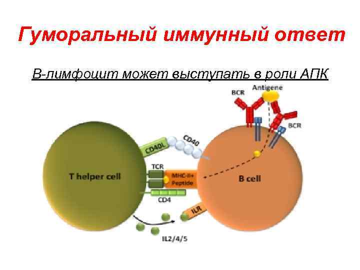 Гуморальный иммунный ответ В-лимфоцит может выступать в роли АПК 