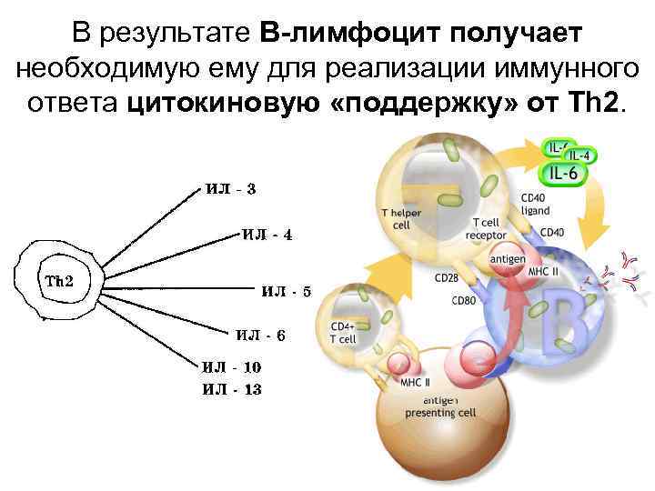 Тесты иммунный ответ. Th2 зависимый иммунный ответ. Схема th2 иммунного ответа. Th2 Тип иммунного ответа. Иммунная реакция th2.