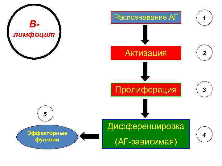 Распознавание АГ Активация 2 Пролиферация B- 1 3 лимфоцит 5 Эффекторные функции Дифференцировка (АГ-зависимая)