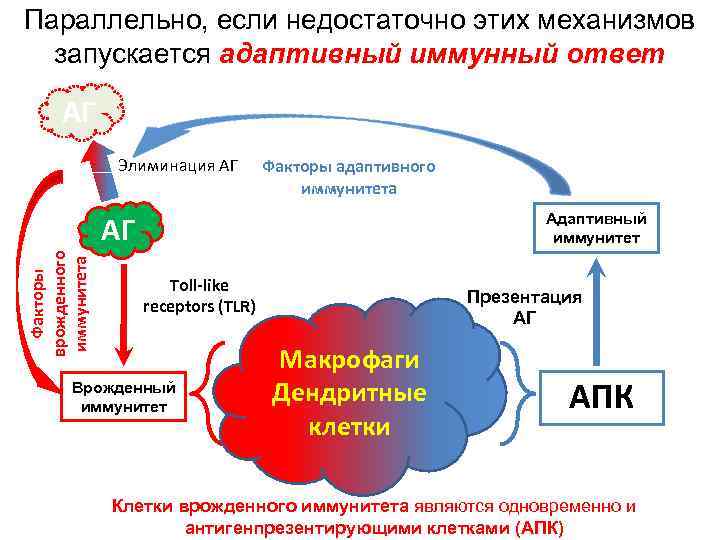 Параллельно, если недостаточно этих механизмов запускается адаптивный иммунный ответ АГ Элиминация АГ Факторы адаптивного