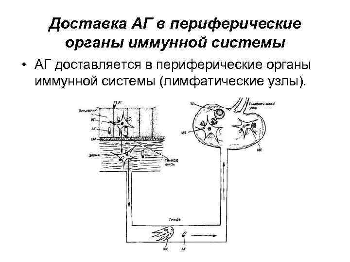Доставка АГ в периферические органы иммунной системы • АГ доставляется в периферические органы иммунной