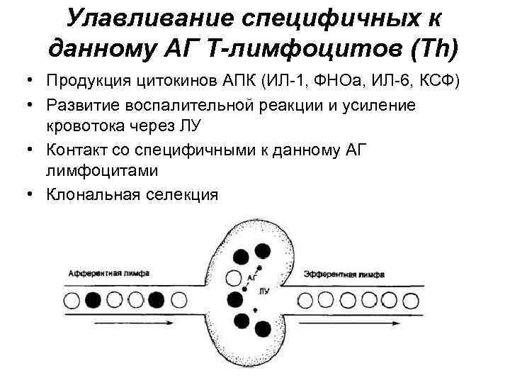 Улавливание специфичных к данному АГ Т-лимфоцитов (Тh) • Продукция цитокинов АПК (ИЛ-1, ФНОа, ИЛ-6,