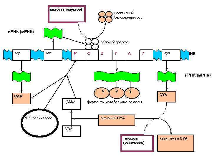 лактоза (индуктор) неактивный белок-репрессор и. РНК (м. РНК) белок-репрессор cap lac P O Z