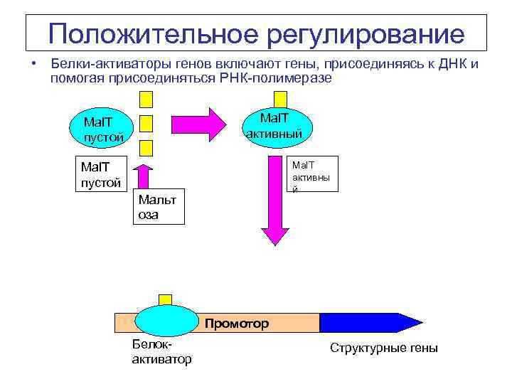 Положительное регулирование • Белки-активаторы генов включают гены, присоединяясь к ДНК и помогая присоединяться РНК-полимеразе