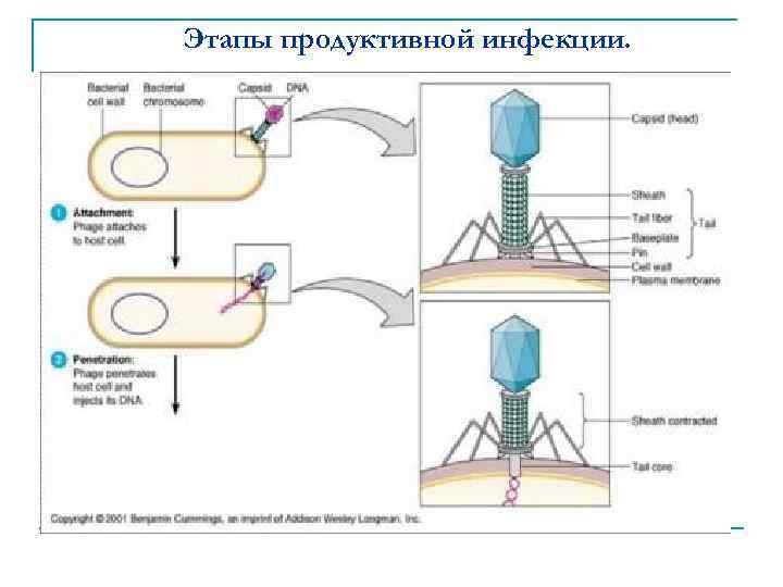 Этапы продуктивной инфекции. 
