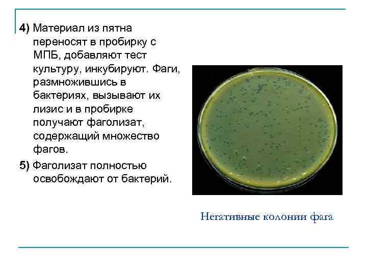 4) Материал из пятна переносят в пробирку с МПБ, добавляют тест культуру, инкубируют. Фаги,