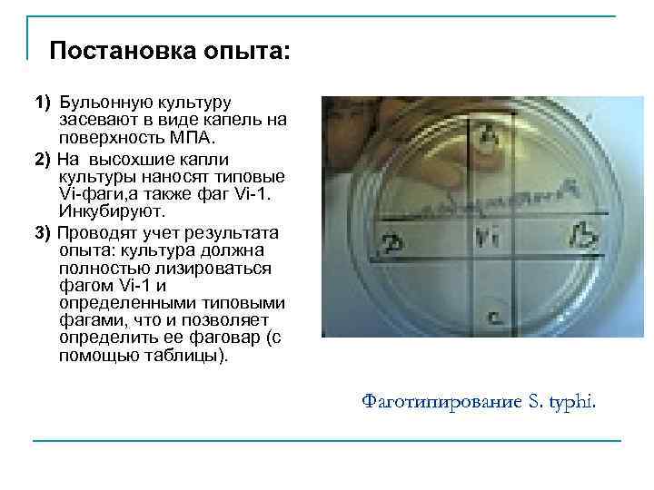 Постановка опыта: 1) Бульонную культуру засевают в виде капель на поверхность МПА. 2) На