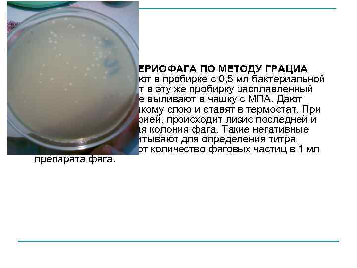 n ТИТРОВАНИЕ БАКТЕРИОФАГА ПО МЕТОДУ ГРАЦИА 1, 0 мл фага смешивают в пробирке с