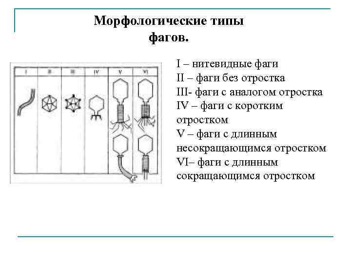 Морфологические типы фагов. I – нитевидные фаги II – фаги без отростка III- фаги