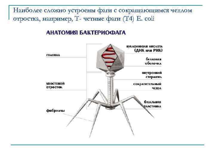 Наиболее сложно устроены фаги с сокращающимся чехлом отростка, например, Т- четные фаги (Т 4)