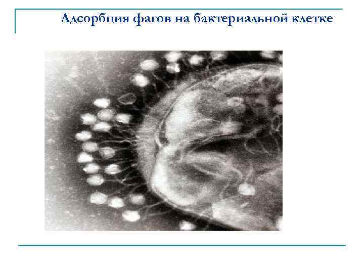 Адсорбция фагов на бактериальной клетке 