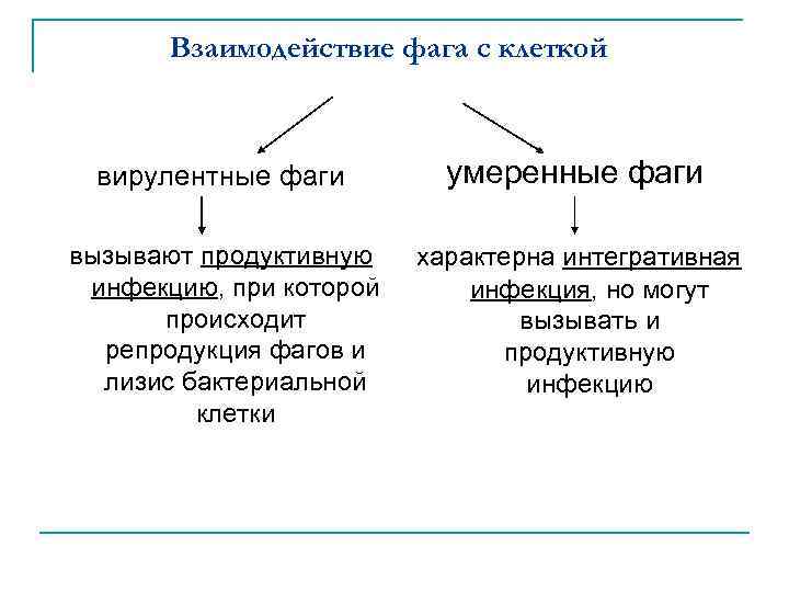 Взаимодействие фага с клеткой вирулентные фаги умеренные фаги вызывают продуктивную инфекцию, при которой происходит