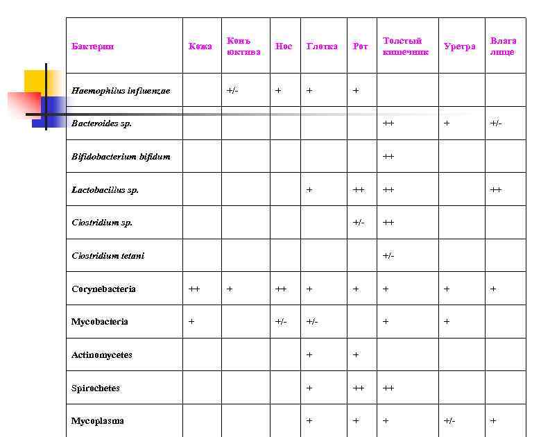 Толстый кишечник Уретра Влага лище Bacteroides sp. ++ + +/- Bifidobacterium bifidum ++ Бактерии