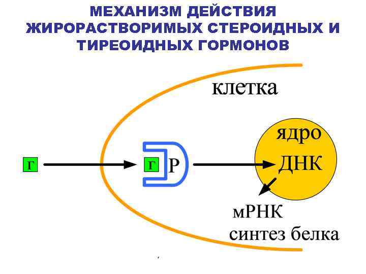 МЕХАНИЗМ ДЕЙСТВИЯ ЖИРОРАСТВОРИМЫХ СТЕРОИДНЫХ И ТИРЕОИДНЫХ ГОРМОНОВ 