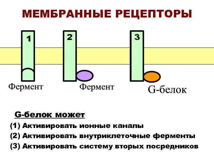 МЕМБРАННЫЕ РЕЦЕПТОРЫ 1 2 3 G-белок может (1) Активировать ионные каналы (2) Активировать внутриклеточные