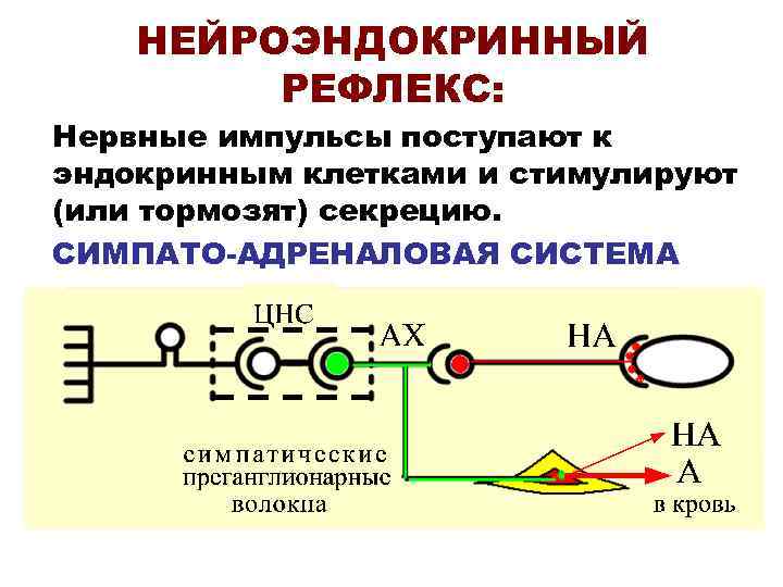 Симпатоадреналовая система схема