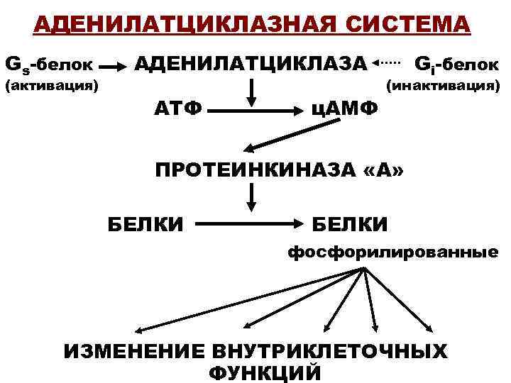 АДЕНИЛАТЦИКЛАЗНАЯ СИСТЕМА Gs-белок (активация) АДЕНИЛАТЦИКЛАЗА АТФ ц. АМФ Gi-белок (инактивация) ПРОТЕИНКИНАЗА «А» БЕЛКИ фосфорилированные