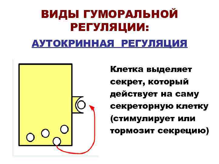 Эндокринная система гуморальная регуляция презентация 8 класс