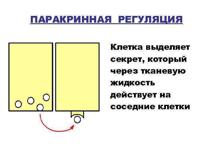 Эндокринная система гуморальная регуляция презентация