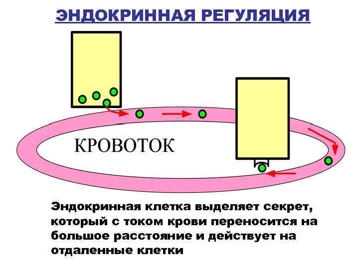 Эндокринная система гуморальная регуляция презентация 8 класс