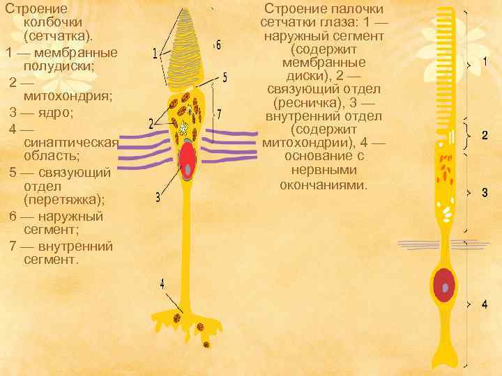 Строение колбочки (сетчатка). 1 — мембранные полудиски; 2— митохондрия; 3 — ядро; 4— синаптическая