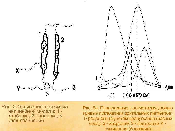 Рис. 5. Эквивалентная схема нелинейной модели: 1 колбочка, 2 - палочка, 3 узел сравнения