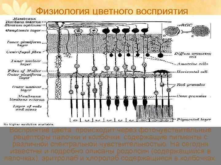 Физиология цветного восприятия Восприятие цвета происходит через фоточувствительные рецепторы палочки и колбочки, содержащие пигменты