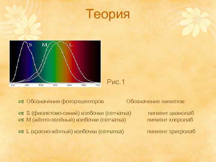 Теория Рис. 1 Обозначения фоторецепторов Обозначение пигметов S (фиолетово-синий) колбочки (сетчатка) M (жёлто-зелёный) колбочки