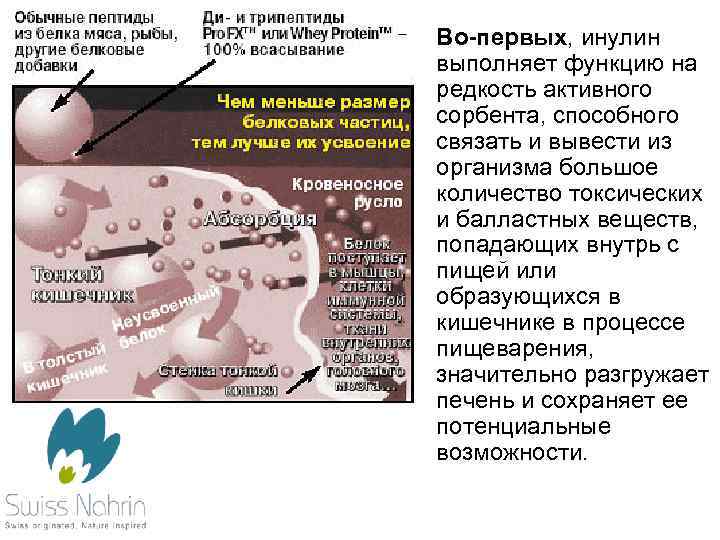  • Во-первых, инулин выполняет функцию на редкость активного сорбента, способного связать и вывести