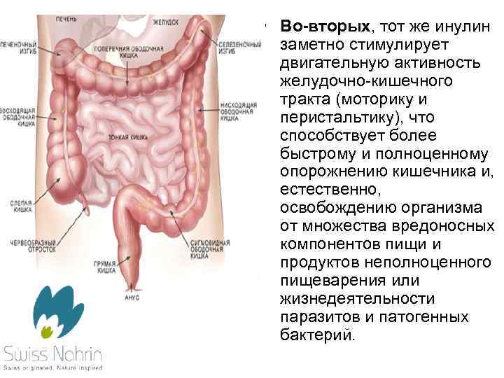  • Во-вторых, тот же инулин заметно стимулирует двигательную активность желудочно-кишечного тракта (моторику и