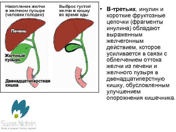  • В-третьих, инулин и короткие фруктозные цепочки (фрагменты инулина) обладают выраженным желчегонным действием,
