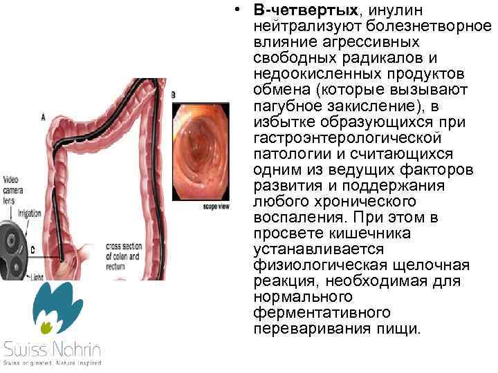  • В-четвертых, инулин нейтрализуют болезнетворное влияние агрессивных свободных радикалов и недоокисленных продуктов обмена
