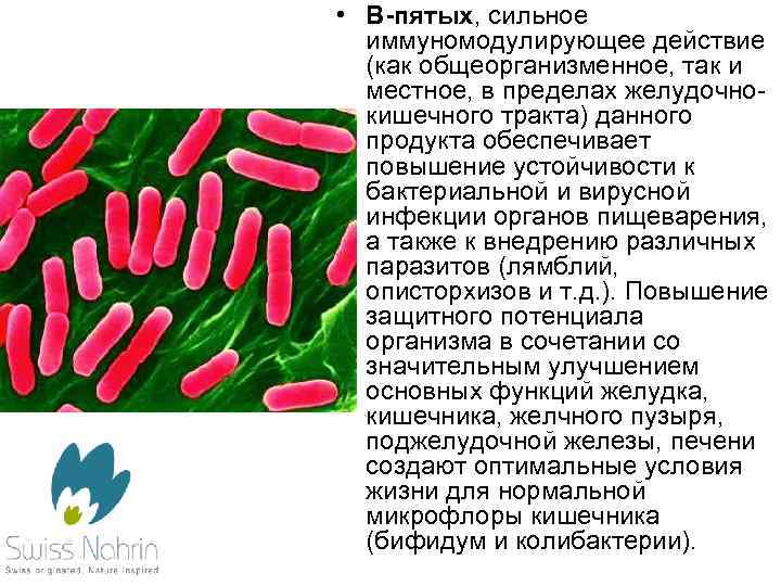  • В-пятых, сильное иммуномодулирующее действие (как общеорганизменное, так и местное, в пределах желудочнокишечного