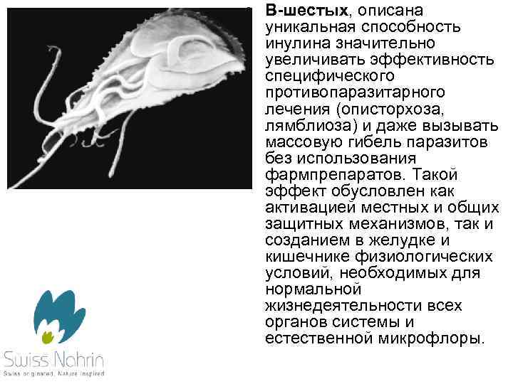  • В-шестых, описана уникальная способность инулина значительно увеличивать эффективность специфического противопаразитарного лечения (описторхоза,