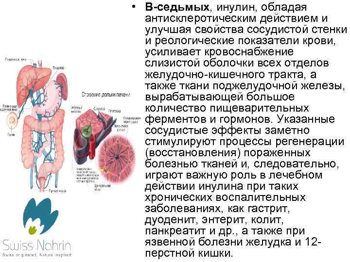  • В-седьмых, инулин, обладая антисклеротическим действием и улучшая свойства сосудистой стенки и реологические