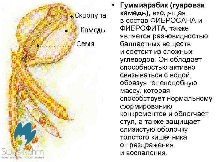  • Гуммиарабик (гуаровая камедь), входящая в состав ФИБРОСАНА и ФИБРОФИТА, также является разновидностью