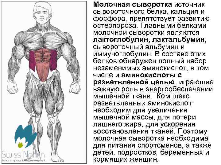  • Молочная сыворотка источник сывороточного белка, кальция и фосфора, препятствует развитию остеопороза. Главными