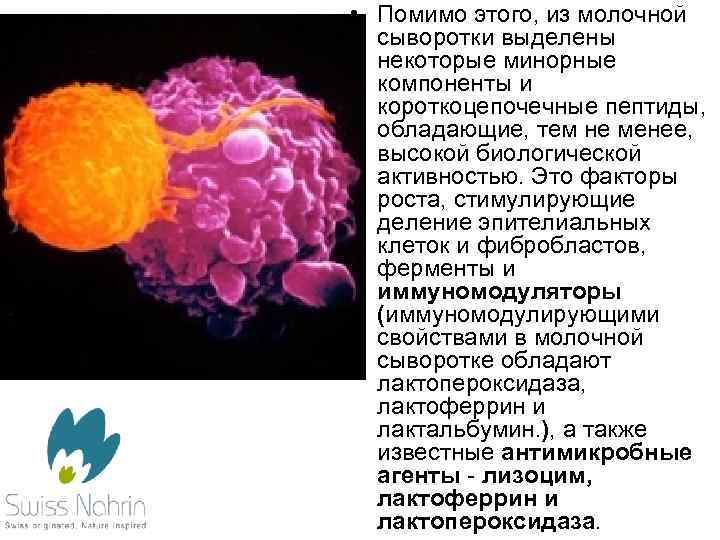  • Помимо этого, из молочной сыворотки выделены некоторые минорные компоненты и короткоцепочечные пептиды,