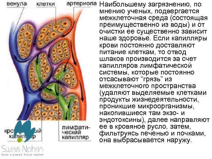  • Наибольшему загрязнению, по мнению ученых, подвергается межклеточная среда (состоящая преимущественно из воды)