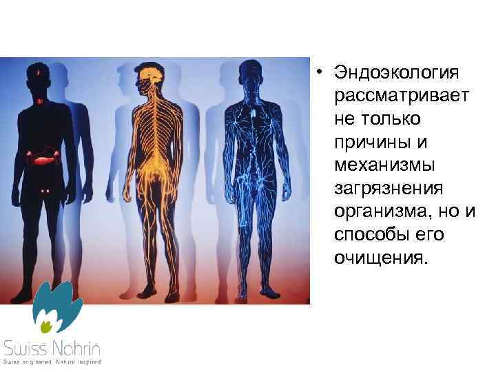  • Эндоэкология рассматривает не только причины и механизмы загрязнения организма, но и способы